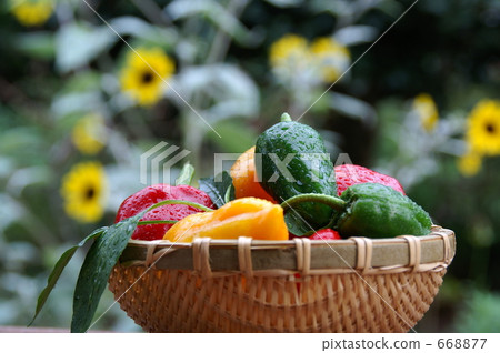 Freshly harvested 668877