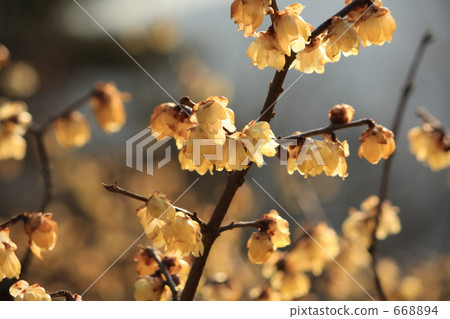 Unusual yellow plum ~ wax plum 1 668894