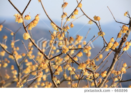 Unusual yellow plum ~ wax plum 2 668896