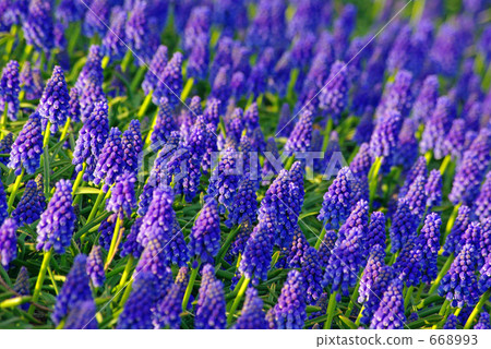 穆斯卡里花園 668993