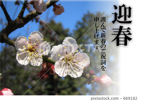 Early spring white plum Early spring white plum 669182
