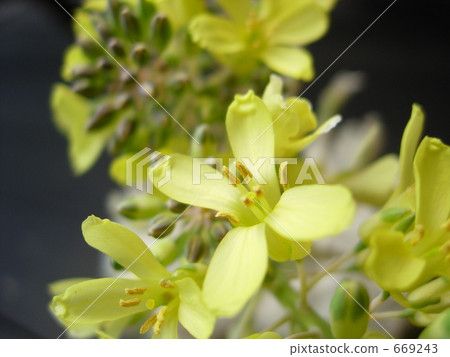 Leaf button flowers 669243