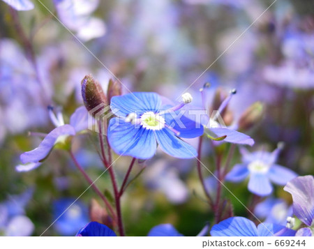 維羅妮卡·牛津藍 669244