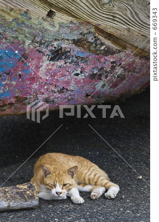 Cat at the harbor Cat at the harbor 669343
