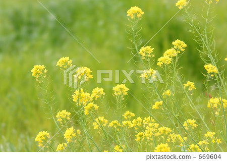 強姦開花 強姦開花 669604