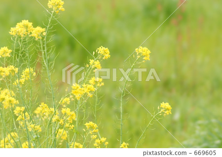 強姦開花 強姦開花 669605