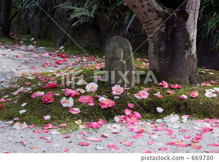 Shirakuji (Baku-koji) five-color camellia 669780