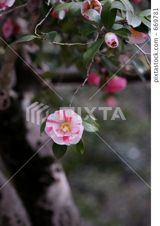 Shirakuji (Bamboo shoots) Five color camellia single wheel 669781