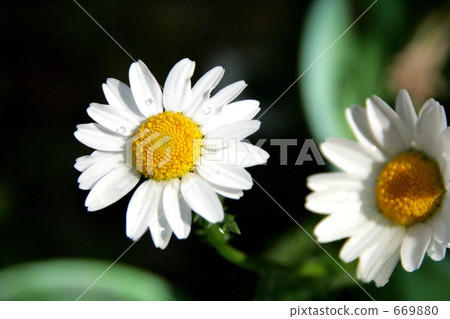 Sincere · · · Flower language Sincere · · · Flower language 669880