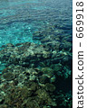 coral, bay, coast 669918