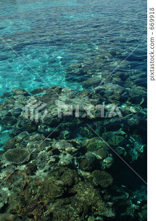 coral, bay, coast 669918
