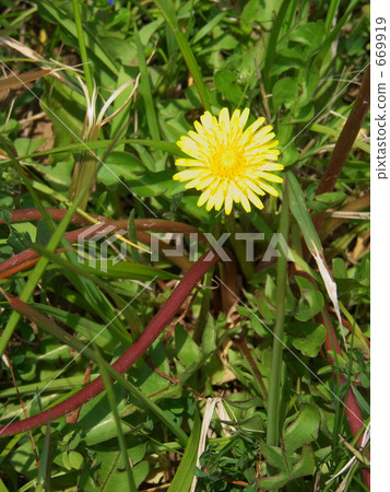 Cute dandelion one wheel Cute dandelion one wheel 669919