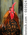chicken, domestic fowl, chickens 669924