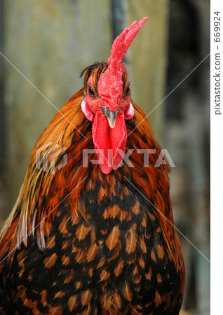 chicken, domestic fowl, chickens 669924