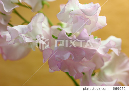 Pink sweet pea 669952