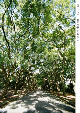 Botanical garden tree trees 670038