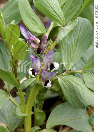 蠶豆花 蠶豆花 670100