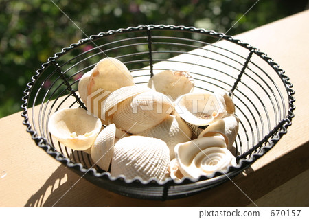 收集的貝殼 670157