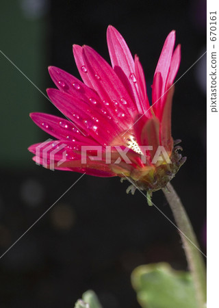 Gerbera and water drops 670161