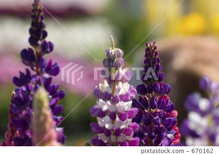 Lupine flowers and dogs 670162