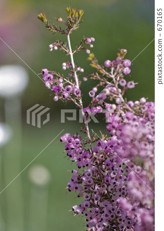 埃里卡的花 670165