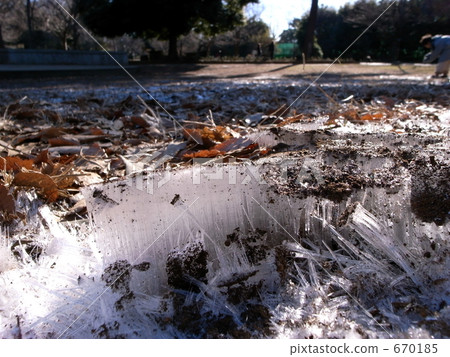 Frost pillar of Inokashira Park 670185