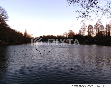 井之頭公園的黎明 井之頭公園的黎明 670187