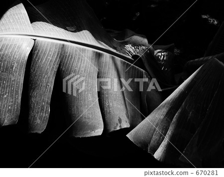 bananleaf, black and white, monochrome 670281