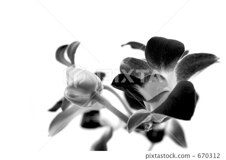 phalaenopsis, phalaenopsis orchid, bloom 670312