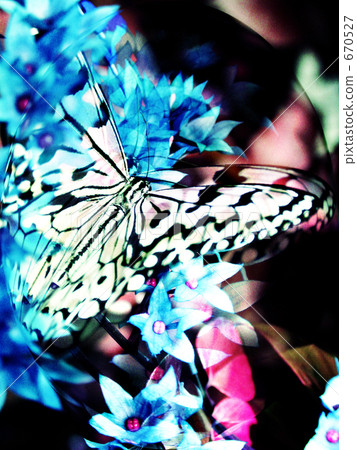 Sweet trap Ⅱ 670527