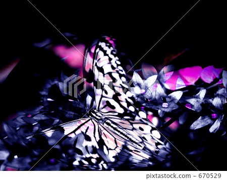 Sweet Trap III 670529