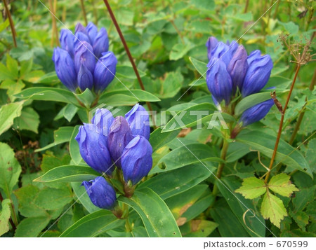 Gentian of Hachimantai 670599