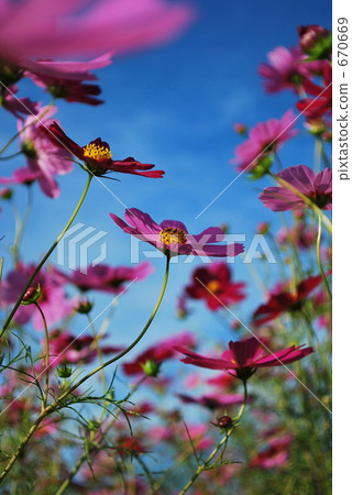 cosmos, cosmea, autumn 670669