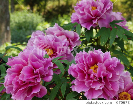 Peony variety name "Fujimori" 670678