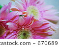 gerbera, gerberas, bloom 670689