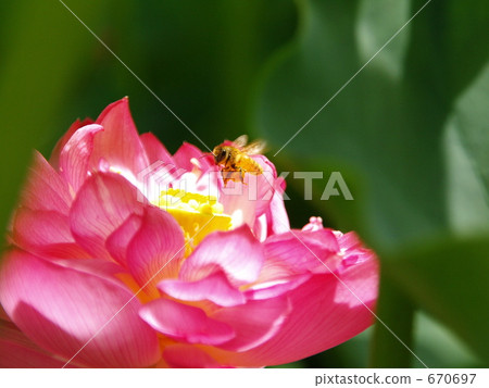 Honey bees hovering (seeking honey ...) 2 Honey bees hovering (seeking honey ...) 2 670697