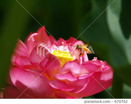 Honey bees hovering (seeking honey ...) 3 Honey bees hovering (seeking honey ...) 3 670702