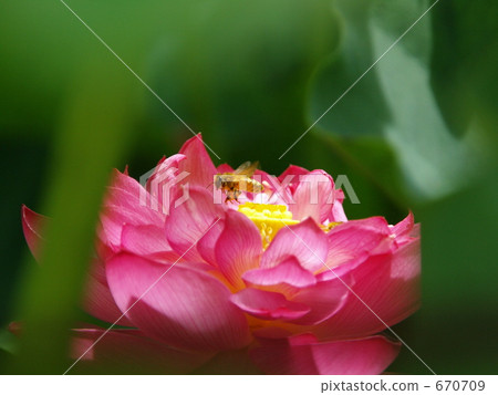 蜜蜂徘徊(尋求蜂蜜...)4 蜜蜂徘徊(尋求蜂蜜...)4 670709