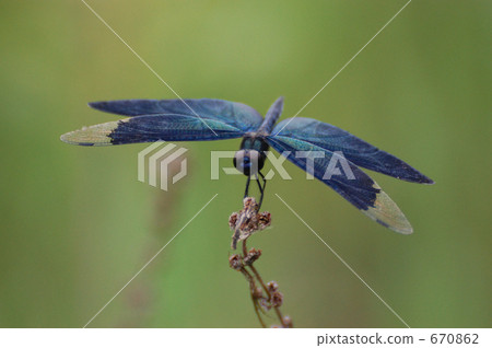 蝴蝶節奏_ 0500 670862