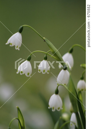 Clear snowflake 670882