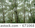mountain forest, mountains and forest, yamanaka 671068