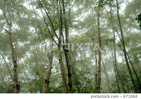 mountain forest, mountains and forest, yamanaka 671068
