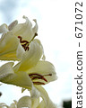 white lily, bloom, blossom 671072