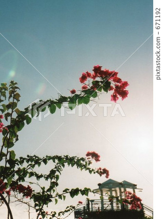 Bougainvillea dances high 671192
