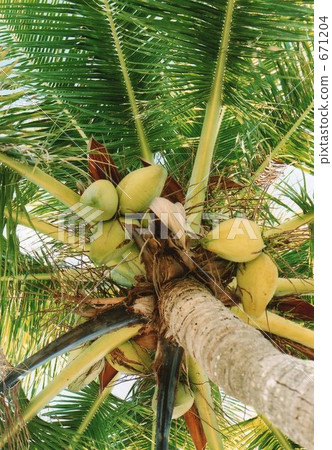 coconut! coconut! 671204