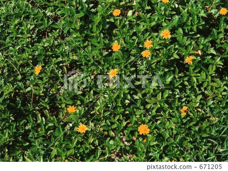 Cute yellow flowers Cute yellow flowers 671205