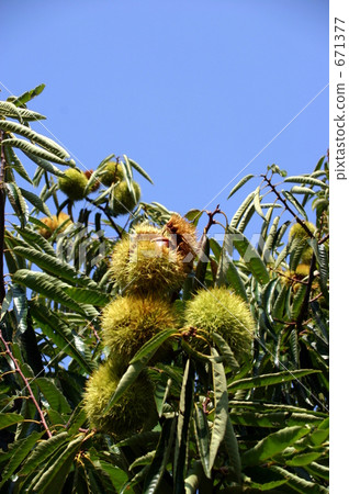 Autumn taste chestnut 671377