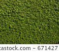 草地 草坪 野草 671427