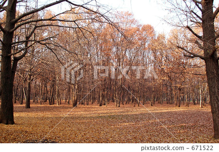 Carpet of fallen leaves of Musashino Park Carpet of fallen leaves of Musashino Park 671522