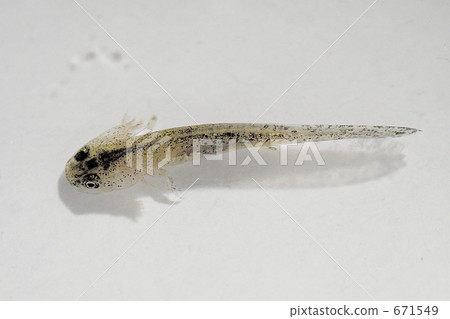 蠑螈 兩棲的 一隻兩棲動物 671549